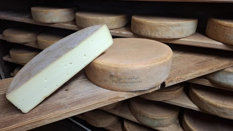 Vacherin Fribourgeois AOP dans la cave d'affinage de la fromagerie